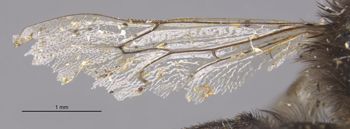 Media type: image;   Entomology 15718 Aspect: Wing hind